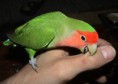 /album/fotogaleria/a1agapornis-jpg/