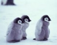 /album/fotogaleria/a3babies-1-jpg/